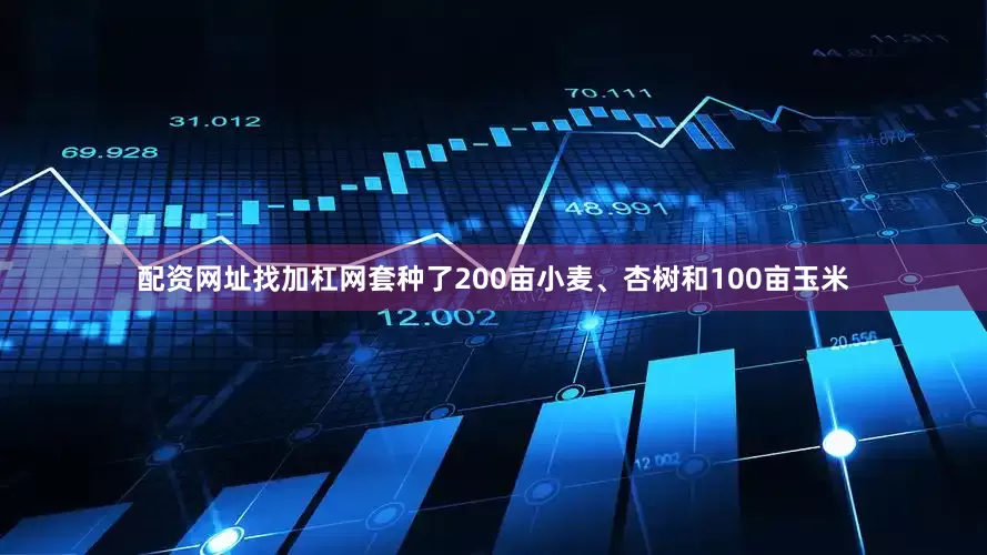 配资网址找加杠网套种了200亩小麦、杏树和100亩玉米
